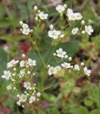 Arenaria procera ssp. procera