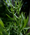 Artemisia dracunculus 'Sativa'