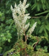 Aruncus aethusifolius