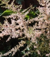 Astilbe Simplicifolia-Ryhmä 'Sprite'