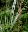 Calamagrostis x acutiflora 'Overdam'