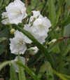 Campanula persicifolia 'Alba Plena'