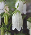 Campanula punctata 'Alba'