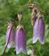 Campanula punctata 'Rubra'