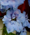 Delphinium Elatum-Ryhmä