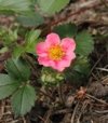 Fragaria x rosea 'Pink Panda'