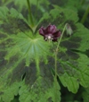 Geranium phaeum 'Samobor'