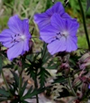 Geranium pratense 'Dark Reiter'