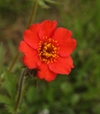Geum chiloense 'Mrs Bradshaw'