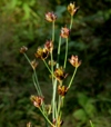 Juncus alpinoarticulatus