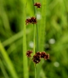Juncus ensifolius