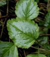 Lamiastrum galeobdolon subsp. argenteum