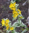 Lysimachia punctata 'Alexander'