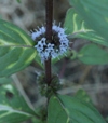 Mentha x gracilis 'Ginger'