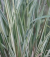 Molinia caerulea 'Variegata'