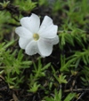 Phlox douglasii 'White Admiral'