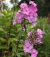 Phlox maculata 'Alpha'