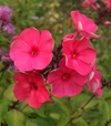 Phlox paniculata