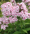 Phlox paniculata 'Bright Eyes'