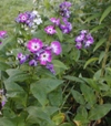 Phlox paniculata 'Wilhelm Kesselring'