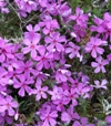 Phlox subulata 'Atropurpurea'