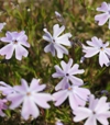 Phlox subulata 'Emerald Cushion Blue'