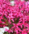 Phlox subulata 'Scarlet Flame'
