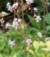 Saxifraga x urbium 'Variegata'
