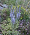 Veronica spicata 'Blue Carpet'